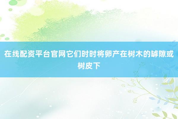 在线配资平台官网它们时时将卵产在树木的罅隙或树皮下